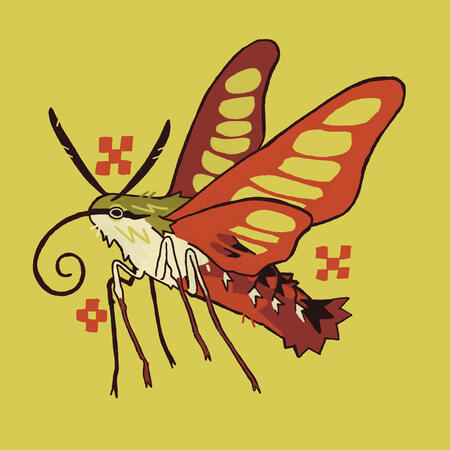 Hummingbird Moth