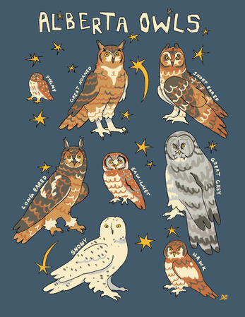 Alberta Owls