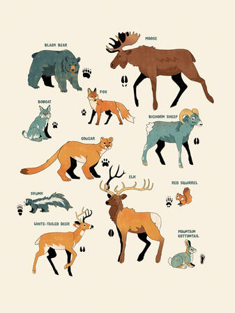 Rocky Mountain Animals