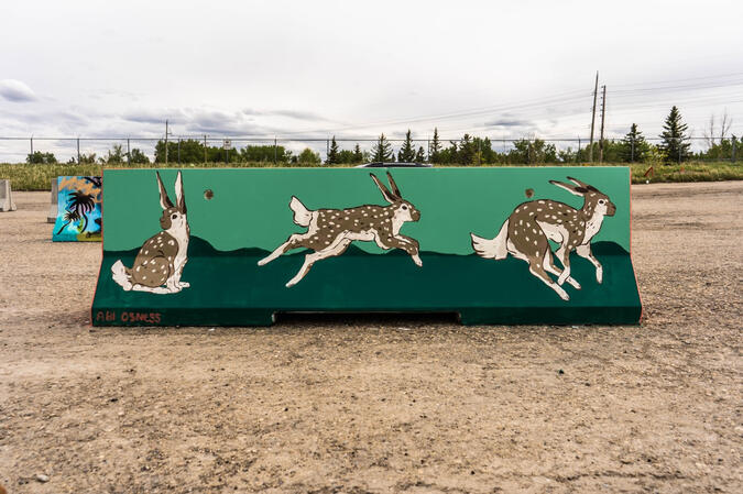 Jackrabbits